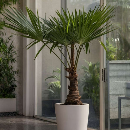 Garden Palms Chinesische Hanfpalme - 2 Stk - Trachycarpus Fortunei - Höhe 65-75Cm - ⌀21Cm 