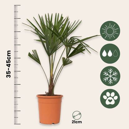 Garden Palms Chinesische Hanfpalme - 2 Stk - Trachycarpus Fortunei - Höhe 65-75Cm - ⌀21Cm 