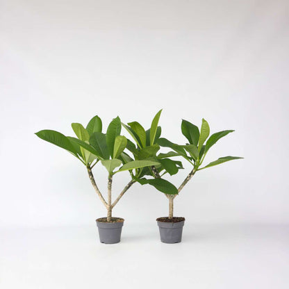 Blooming Houseplants Hawaii-Palme - 2 Stk - Plumeria Rubra - Höhe 45-55Cm - ⌀17Cm 