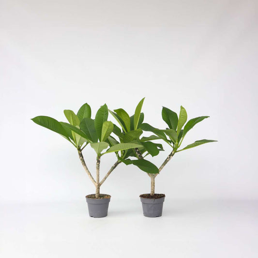 Blooming Houseplants Hawaii-Palme - 2 Stk - Plumeria Rubra - Höhe 45-55Cm - ⌀17Cm 