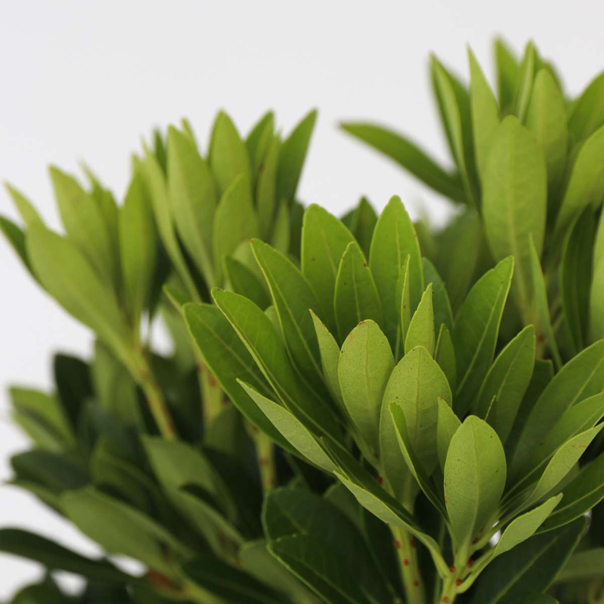 Other Shrubs Schattenglöckchen - 2 Stk - Pieris 'Forest Flame' - Höhe 25-40Cm - ⌀17Cm 