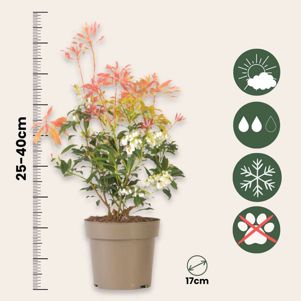 Other Shrubs Schattenglöckchen - 2 Stk - Pieris 'Forest Flame' - Höhe 25-40Cm - ⌀17Cm 