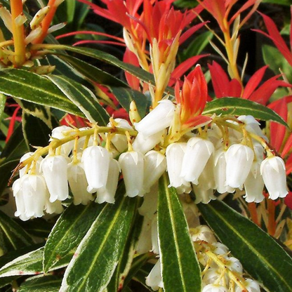 Other Shrubs Schattenglöckchen - 2 Stk - Pieris 'Forest Flame' - Höhe 25-40Cm - ⌀17Cm 