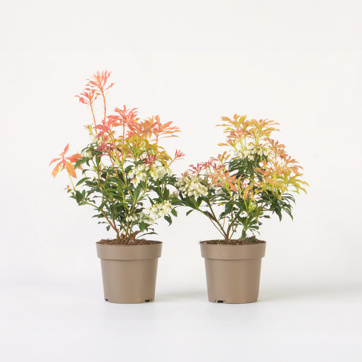 Other Shrubs Schattenglöckchen - 2 Stk - Pieris 'Forest Flame' - Höhe 25-40Cm - ⌀17Cm 