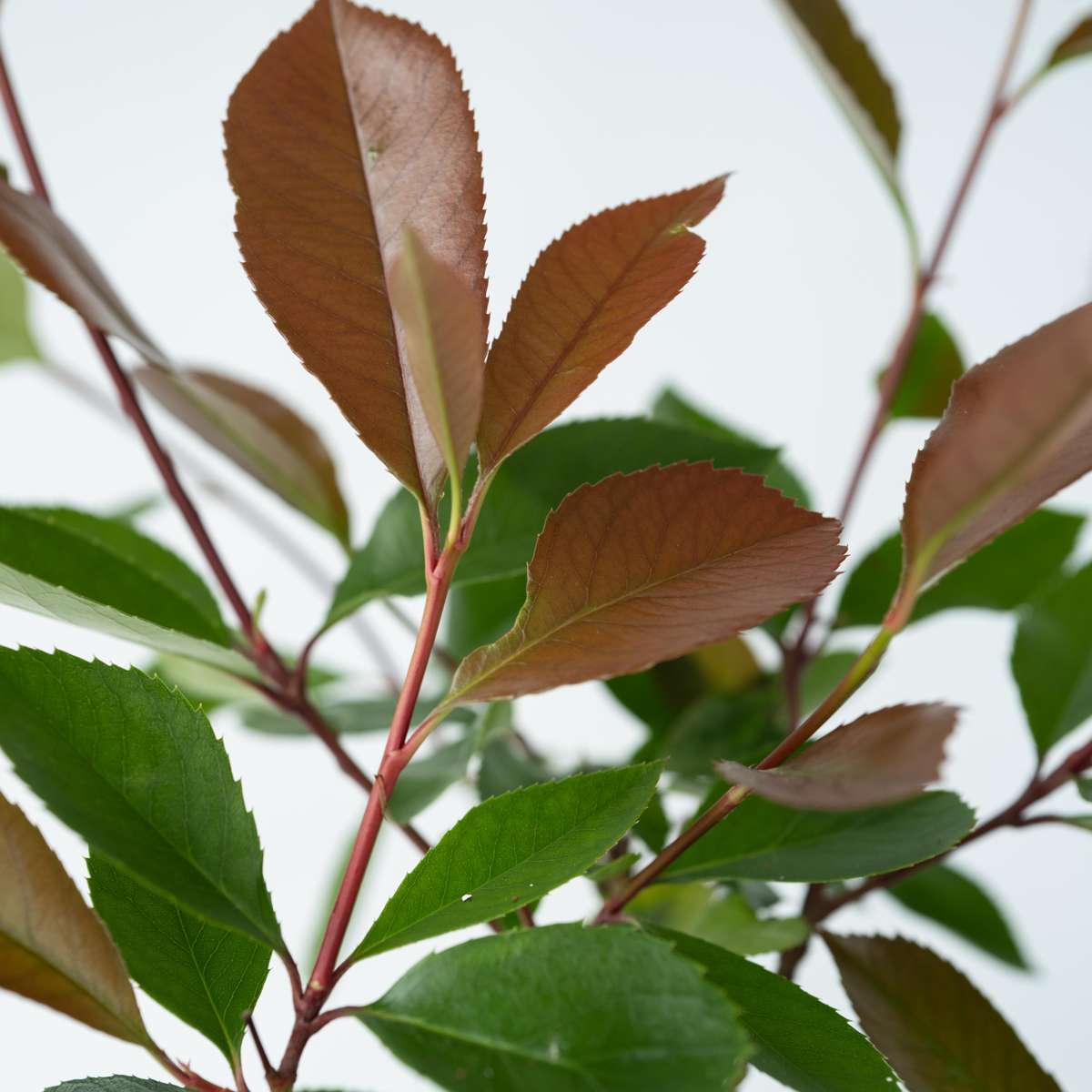 Photinia Glanzmispel - 6 Stk - Photinia Fraseri 'Red Robin' - Höhe 30-40Cm - ⌀17Cm 