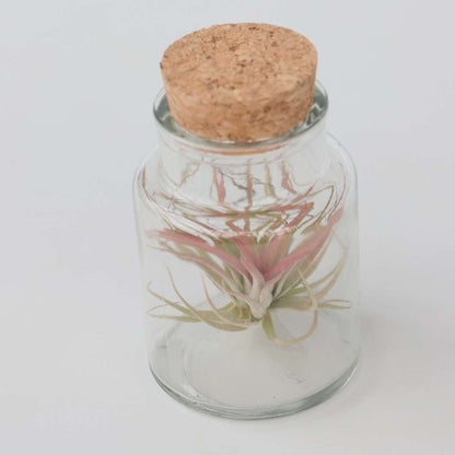 Tillandsia Tillandsien In Glasflaschen - 3 Stk - Tillandsia - Höhe 5-15Cm - ⌀5Cm 