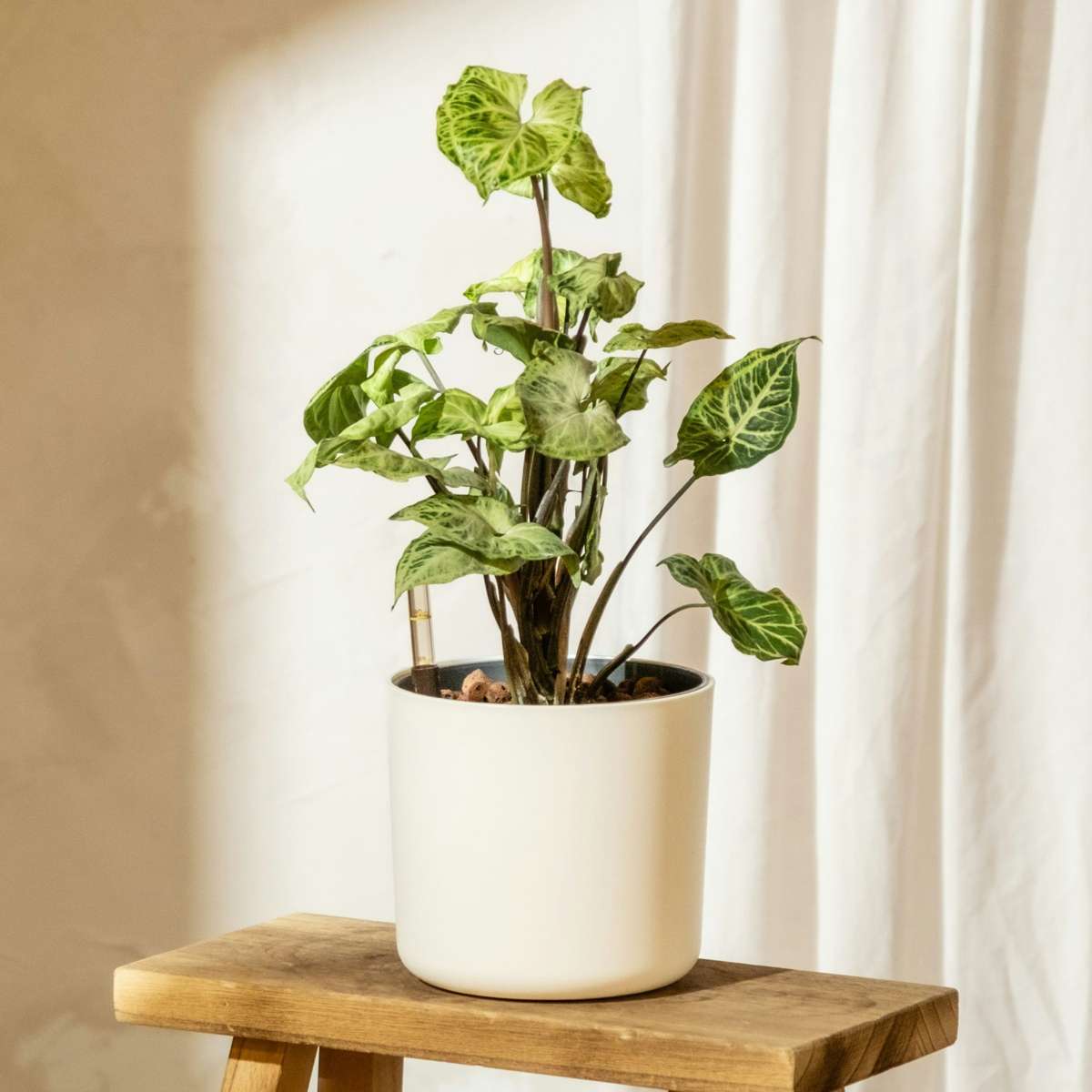 Other Green Houseplants Purpurtute - 2 Stk - Syngonium Podophyllum 'Pixie' - Höhe 25-40Cm - ⌀12Cm 