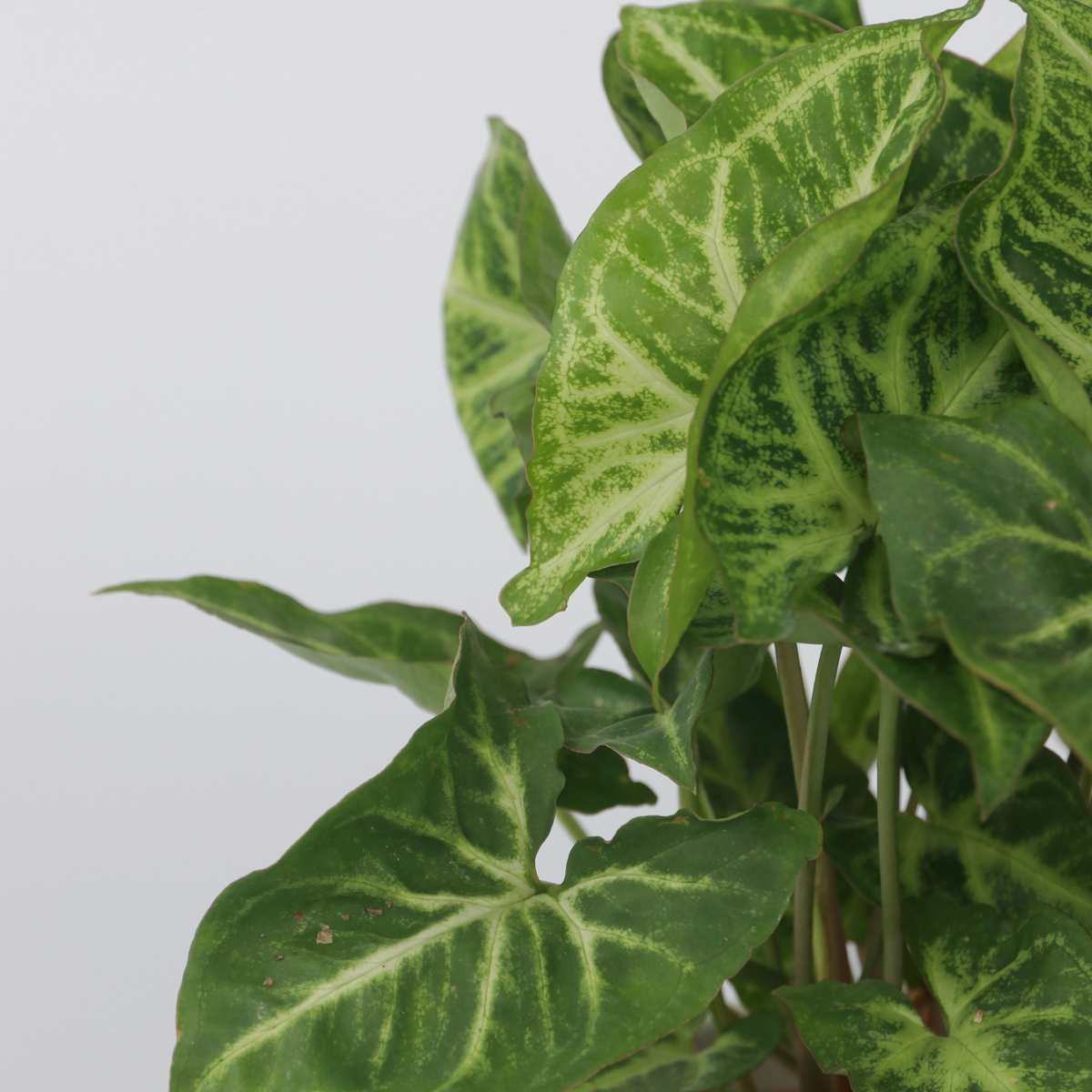 Other Green Houseplants Purpurtute - 2 Stk - Syngonium Podophyllum 'Pixie' - Höhe 25-40Cm - ⌀12Cm 