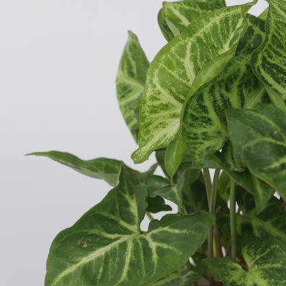 Other Green Houseplants Purpurtute - 2 Stk - Syngonium Podophyllum 'Pixie' - Höhe 25-40Cm - ⌀12Cm 