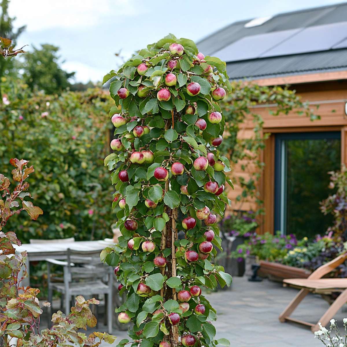 Fruit Trees Fruchtsäulen - 3 Stk - Apfel, Birne - Höhe 60-70Cm - ⌀9Cm 
