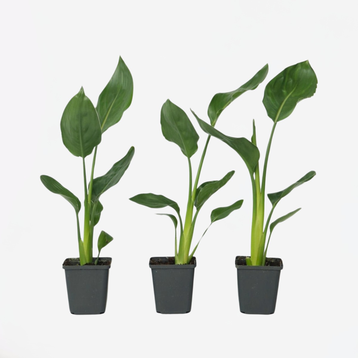 Strelitzia Paradiesvogelblume - 3 Stk - Strelitzie Reginea - Höhe 25-40Cm - ⌀9Cm 