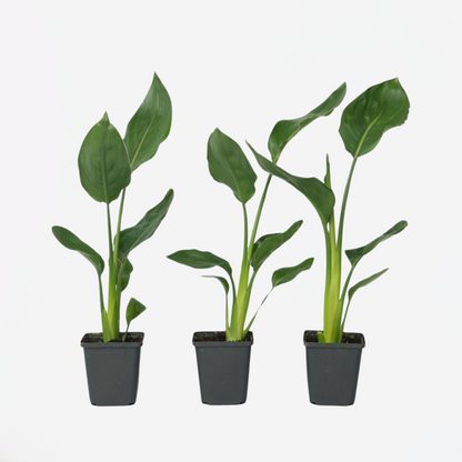 Strelitzia Paradiesvogelblume - 3 Stk - Strelitzie Reginea - Höhe 25-40Cm - ⌀9Cm 