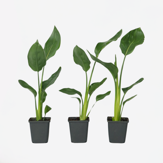 Strelitzia Paradiesvogelblume - 3 Stk - Strelitzie Reginea - Höhe 25-40Cm - ⌀9Cm 