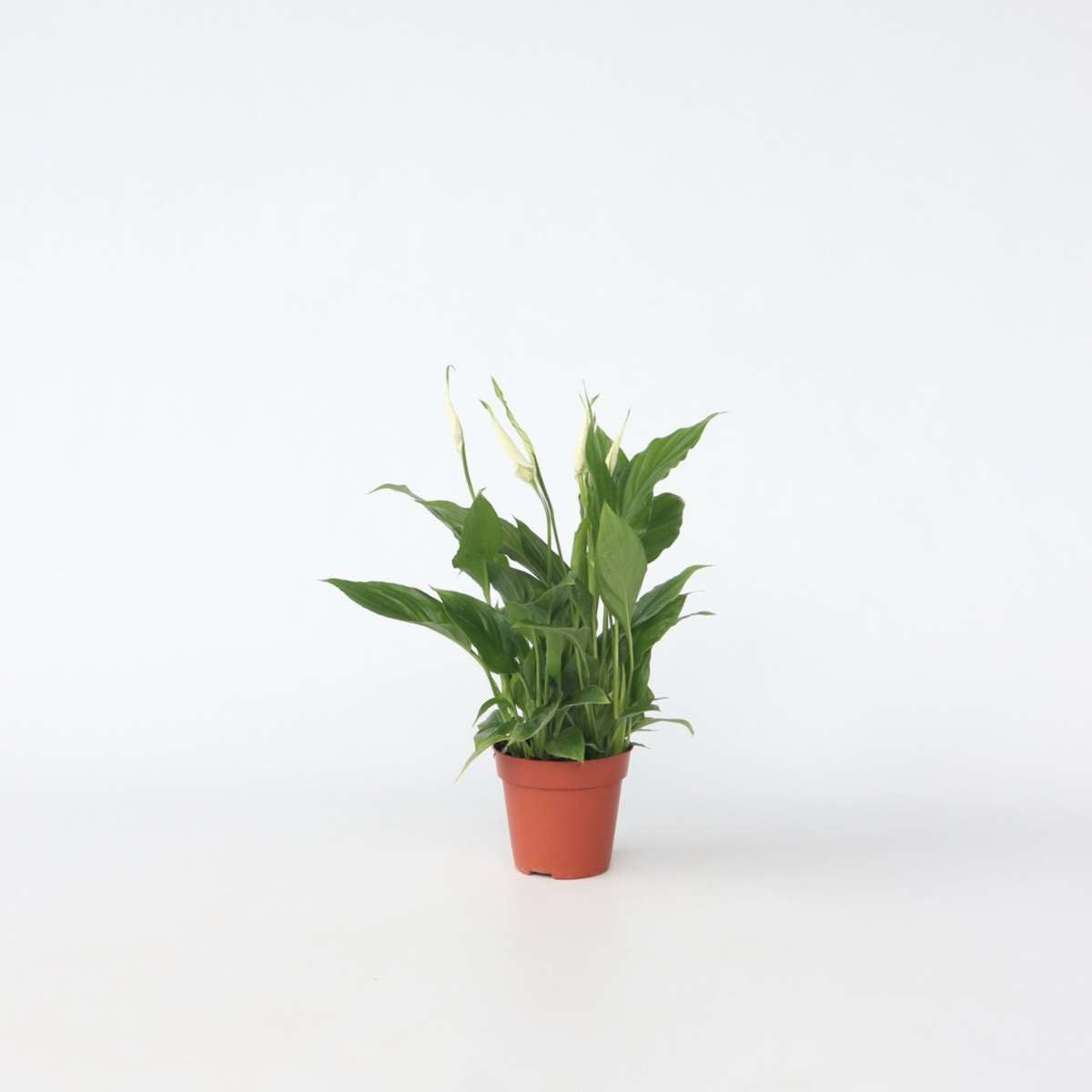 Other Green Houseplants Friedenslilie - Einblatt - Spathiphyllum 'Torelli' - Höhe 30-45Cm - ⌀12Cm 
