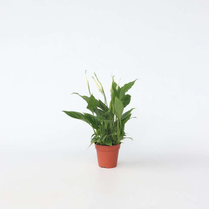 Other Green Houseplants Friedenslilie - Einblatt - Spathiphyllum 'Torelli' - Höhe 30-45Cm - ⌀12Cm 