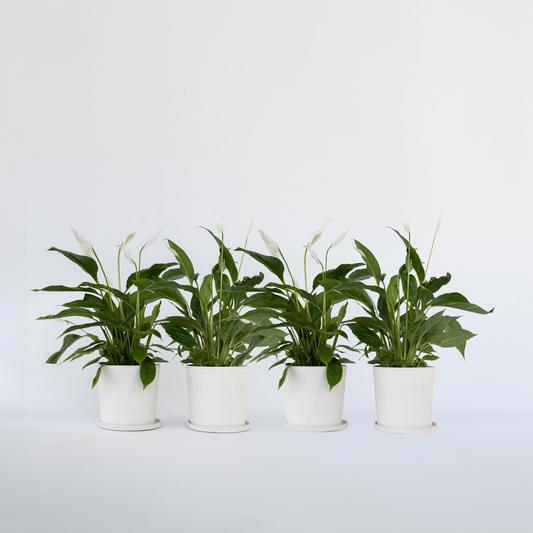 Other Green Houseplants Friedenslilie - Einblatt - 4 Stk - Spathiphyllum 'Lima' - Höhe 60-75Cm - ⌀12Cm 