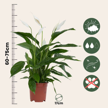 Other Green Houseplants Friedenslilie - Einblatt - 4 Stk - Spathiphyllum 'Lima' - Höhe 60-75Cm - ⌀12Cm 