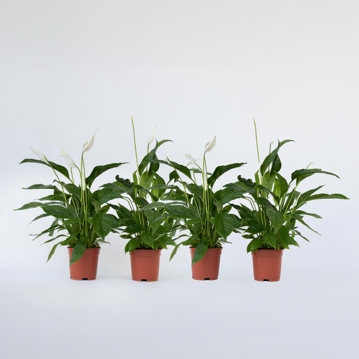 Other Green Houseplants Friedenslilie - Einblatt - 4 Stk - Spathiphyllum 'Lima' - Höhe 60-75Cm - ⌀12Cm 