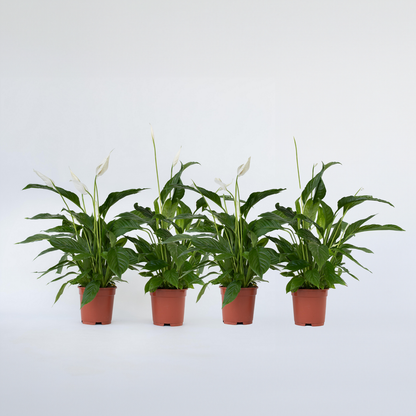 Other Green Houseplants Friedenslilie - Einblatt - 4 Stk - Spathiphyllum 'Lima' - Höhe 60-75Cm - ⌀12Cm 
