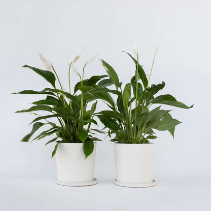 Other Green Houseplants Friedenslilie - Einblatt - 2 Stk - Spathiphyllum 'Lima' - Höhe 60-75Cm - ⌀17Cm 