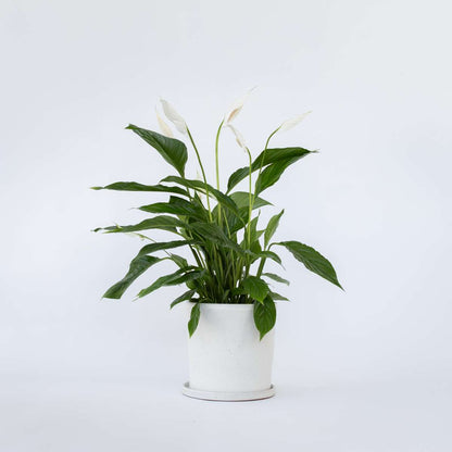 Other Green Houseplants Friedenslilie - Einblatt - Spathiphyllum 'Lima' - Höhe 60-75Cm - ⌀17Cm 