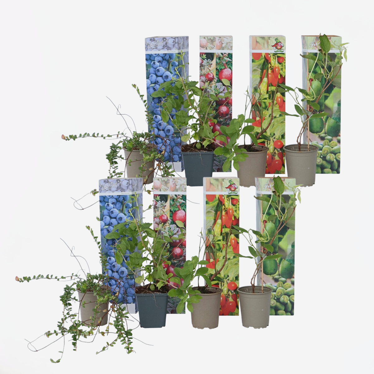 Fruit Trees Mischung Obstpflanzen - 8 Stk - Actinidia Vaccinium Lycium - Höhe 25-40Cm - ⌀9Cm 