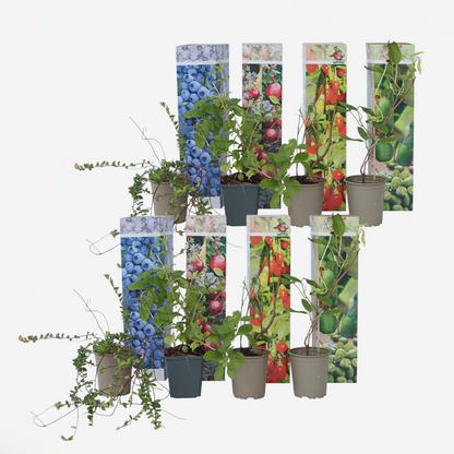 Fruit Trees Mischung Obstpflanzen - 8 Stk - Actinidia Vaccinium Lycium - Höhe 25-40Cm - ⌀9Cm 