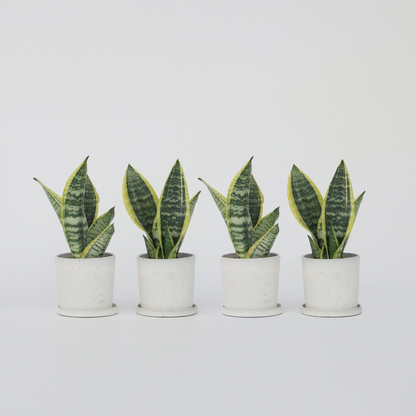 Sansevieria Bogenhanf - 4 Stk - Sansevieria 'Futura Superba' - Höhe 35-40Cm - ⌀12Cm 