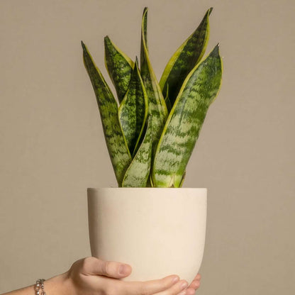 Sansevieria Bogenhanf - 4 Stk - Sansevieria 'Futura Superba' - Höhe 35-40Cm - ⌀12Cm 