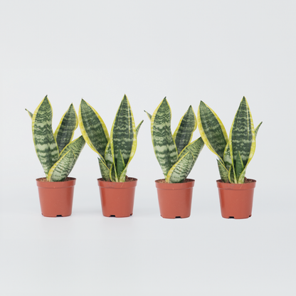 Sansevieria Bogenhanf - 4 Stk - Sansevieria 'Futura Superba' - Höhe 35-40Cm - ⌀12Cm 