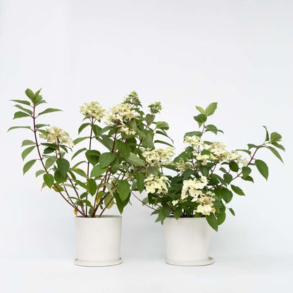 Hydrangea Hortensie - 2 Stk - Hydrangea Paniculata 'Wim's Red' - Höhe 25-40Cm - ⌀19Cm 