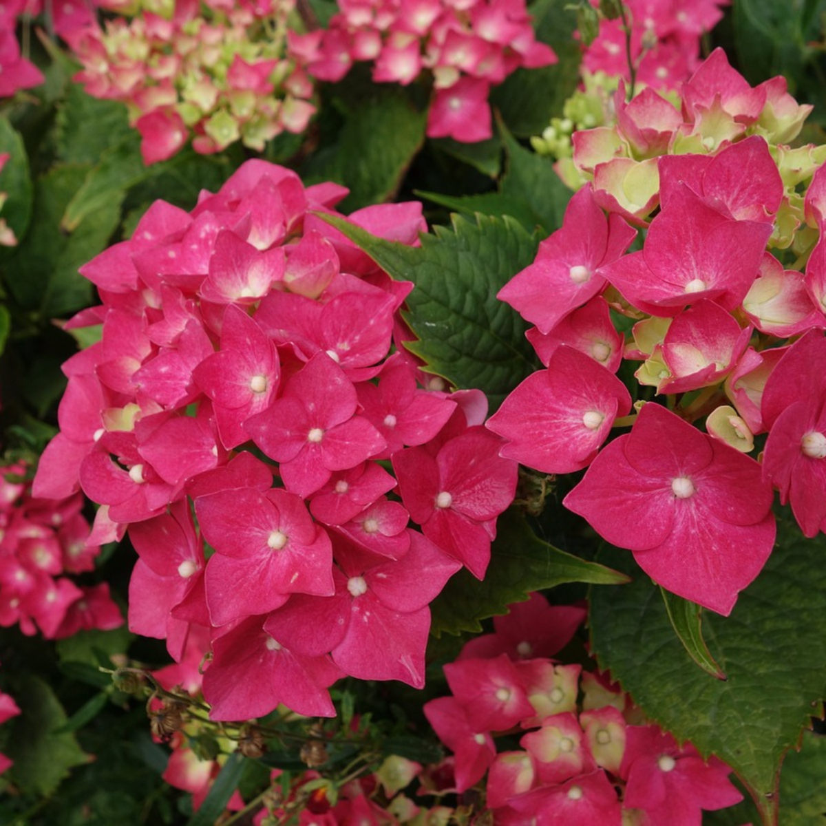 Hydrangea Hortensie - 2 Stk - Hydrangea Paniculata 'Wim's Red' - Höhe 25-40Cm - ⌀19Cm 