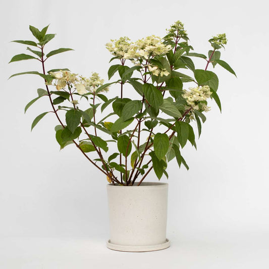 Hydrangea Hortensie - Hydrangea Paniculata 'Wim's Red' - Höhe 25-40Cm - ⌀19Cm 