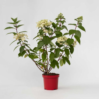 Hydrangea Hortensie - Hydrangea Paniculata 'Wim's Red' - Höhe 25-40Cm - ⌀19Cm 