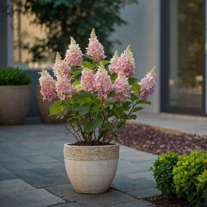 Hydrangea Hortensie - Hydrangea Paniculata 'Pinky Winky' - Höhe 25-40Cm - ⌀19Cm 