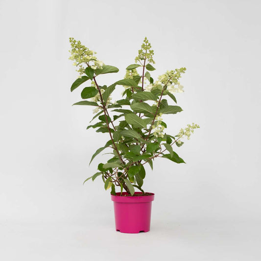 Hydrangea Hortensie - Hydrangea Paniculata 'Pinky Winky' - Höhe 25-40Cm - ⌀19Cm 