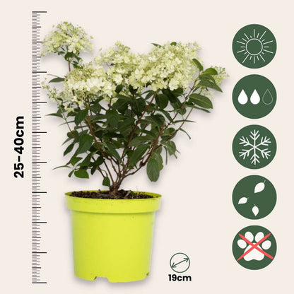 Hydrangea Hortensie - Hydrangea Paniculata 'Bobo' - Höhe 25-40Cm - ⌀19Cm 