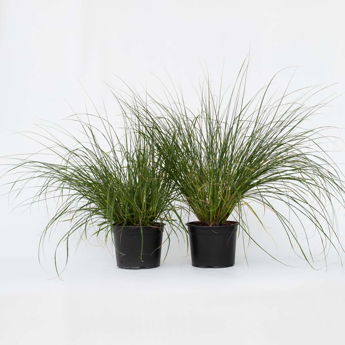 Ornamental Grasses Lampenputzergras - 2 Stk - Pennisetum 'Hameln' - Höhe 20-30Cm - ⌀23Cm 