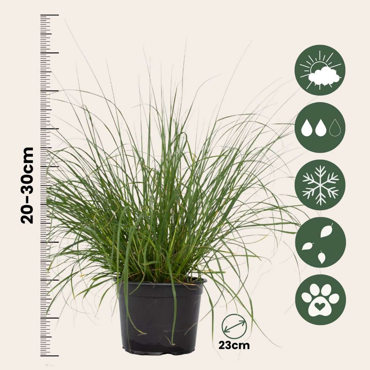 Ornamental Grasses Lampenputzergras - Pennisetum Alopecuroides 'Hameln' - Höhe 20-30Cm - ⌀23Cm 