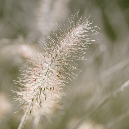Ornamental Grasses Lampenputzergras - Pennisetum Alopecuroides 'Hameln' - Höhe 20-30Cm - ⌀23Cm 