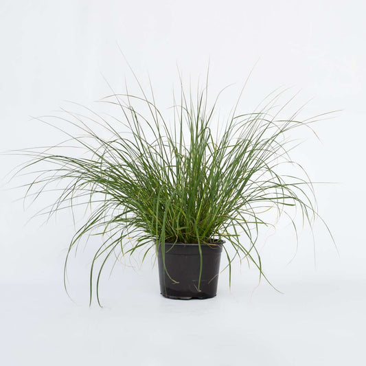 Ornamental Grasses Lampenputzergras - Pennisetum Alopecuroides 'Hameln' - Höhe 20-30Cm - ⌀23Cm 