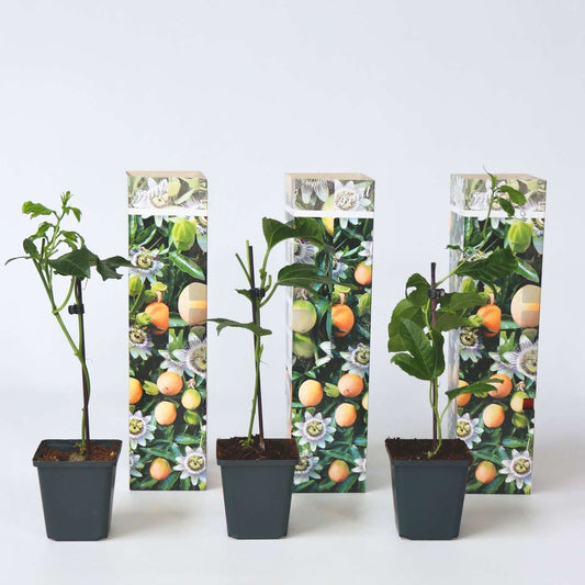 Fruit Trees Passionsblume - 3 Stk - Passiflora Edulis 'Frederick' - Höhe 25-40Cm - ⌀9Cm 