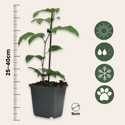 Fruit Trees Passionsblume - 3 Stk - Passiflora Edulis 'Frederick' - Höhe 25-40Cm - ⌀9Cm 