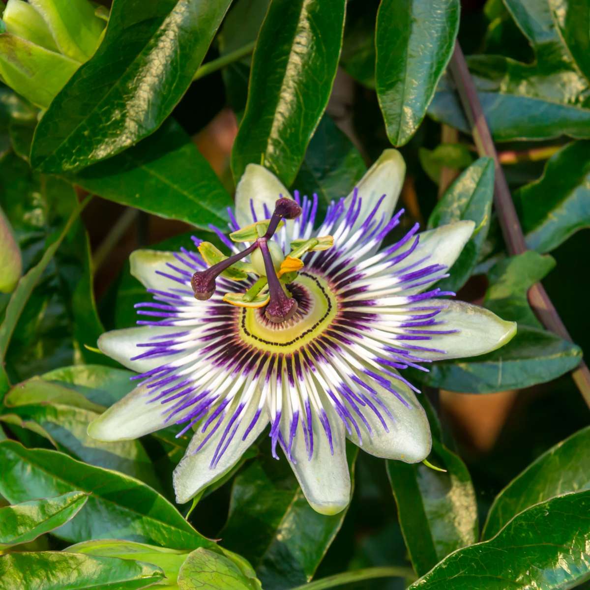 Climbers Passionsblume - 6 Stk - Passiflora Hybridum - Höhe 25-40Cm - ⌀9Cm 
