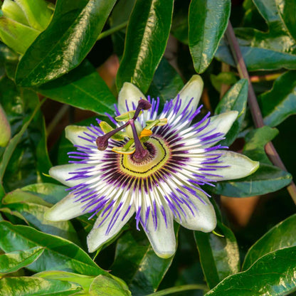 Climbers Passionsblume - 3 Stk - Passiflora Hybridum - Höhe 25-40Cm - ⌀9Cm 