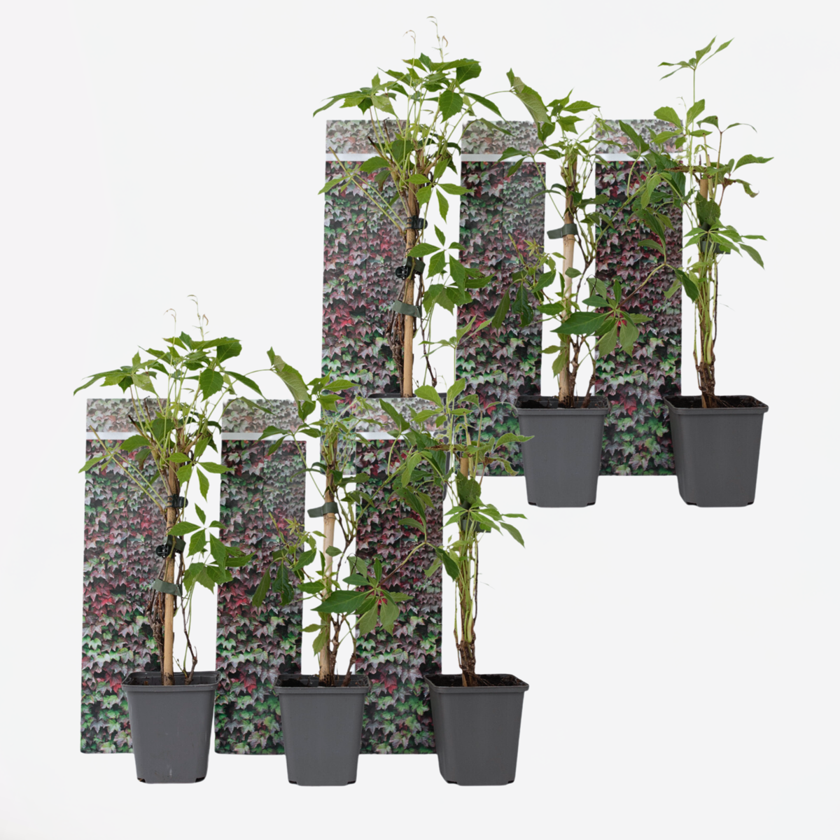 Climbers Wilder Wein - 6 Stk - Parthenocissus Quinquefolia - Höhe 25-40Cm - ⌀9Cm 