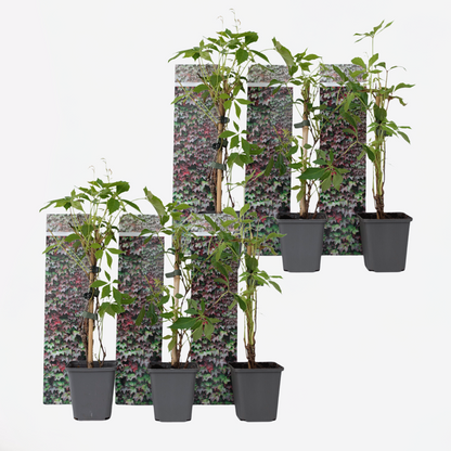 Climbers Wilder Wein - 6 Stk - Parthenocissus Quinquefolia - Höhe 25-40Cm - ⌀9Cm 