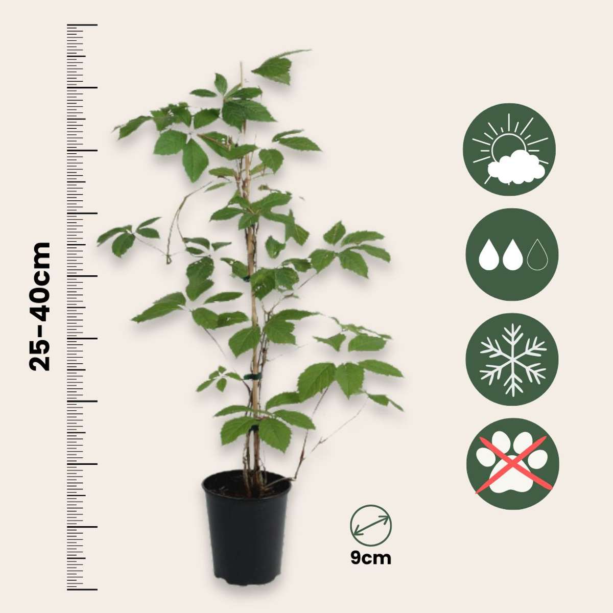 Climbers Wilder Wein - 6 Stk - Parthenocissus Quinquefolia - Höhe 25-40Cm - ⌀9Cm 