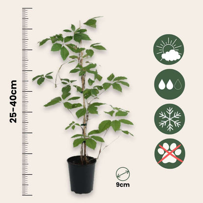 Climbers Wilder Wein - 6 Stk - Parthenocissus Quinquefolia - Höhe 25-40Cm - ⌀9Cm 