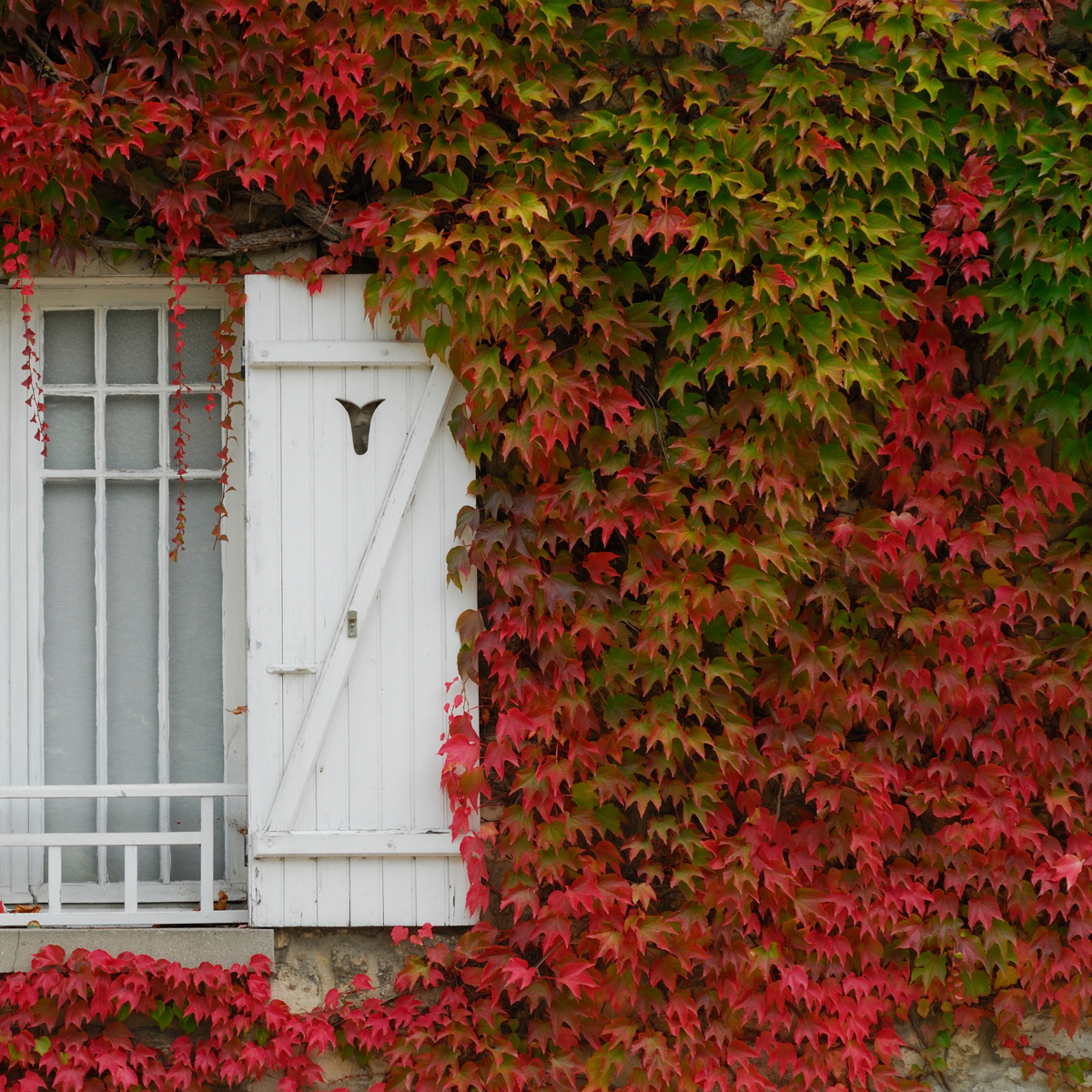 Climbers Wilder Wein - 3 Stk - Parthenocissus Quinquefolia - Höhe 25-40Cm - ⌀9Cm 